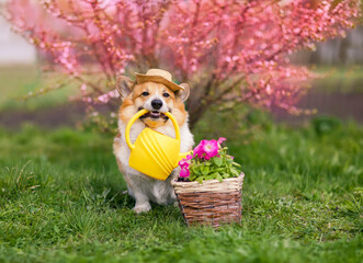 cute corgi dog puppy he holds a watering can in his teeth and waters flowers in the garden on the plot in the village