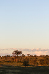 Naklejka na ściany i meble African sunset and 'green Kalahari' after all the rain, Kgalagadi, South Africa