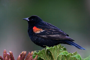 Red-winged Blackbird, (Agelaius phoeniceus), adult male perched on a Gunnera leaf, Vancouver, British Colombia, Canada.