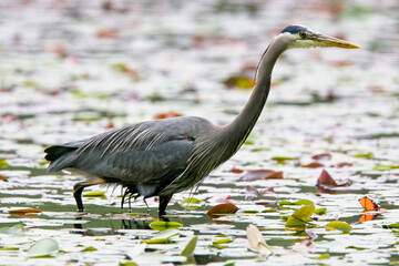 Great Blue Heron, (Ardea herodias), an adult wading in a pond, Vancouver, British Colombia, Canada.