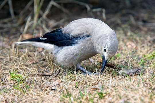 Clark's Nutcracker (Nucifraga columbiana), searching on the ground, British Colombia, Canada.