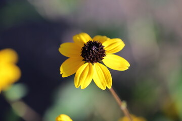秋の日本の庭に咲く黄色い舌状花と黒い筒状花を持つルドベキアタカオの花