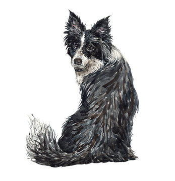 Border Collie paint. Watercolor hand drawn illustration. Border Collie watercolor turn around. Watercolor Border Collie dog sitting layer path, clipping path isolated on white background.