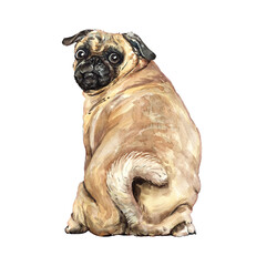 Pug paint. Watercolor hand drawn illustration. Pug watercolor turn around. Watercolor pug dog sitting layer path, clipping path isolated on white background.