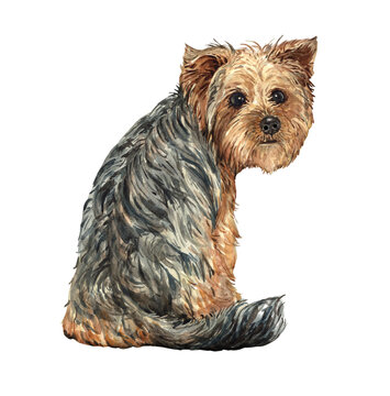 Yorkshire Terrier paint. Watercolor hand drawn illustration. Yorkie watercolor turn around. Watercolor Yorkshire Terrier dog sitting layer path, clipping path isolated on white background.
