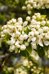apple tree flowers
