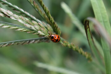 ladybug on a blade of grass