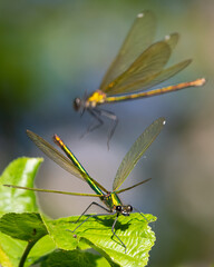 Two female banded demoiselle damselflies (Calopteryx splendens). Beautiful insect portrait.