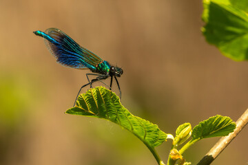Male banded demoiselle damselfly (Calopteryx splendens) portrait. Colourful UK insect in forest habitat.