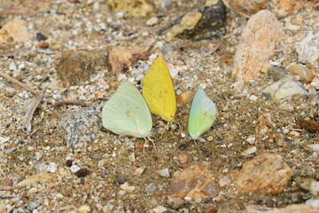Butterfly meeting on the ground