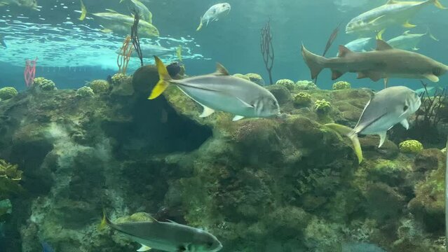 Schools of fish and a reef shark swimming around a coral bommie in a large marine aquarium.