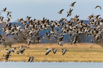 Flock of Barnacle geese - Branta leucopsis - with meadow and forest in background. Photo from Ujście Warty National Reserve, Poland