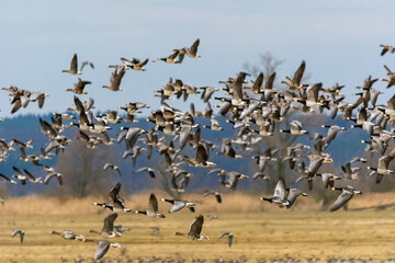 Flock of Barnacle geese - Branta leucopsis - with meadow and forest in background. Photo from Ujście Warty National Reserve, Poland - obrazy, fototapety, plakaty