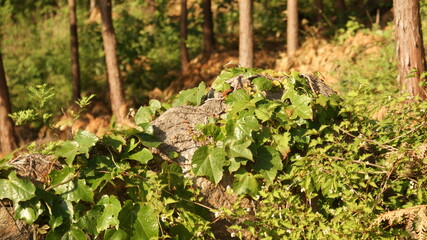 Obraz premium SONY DSC