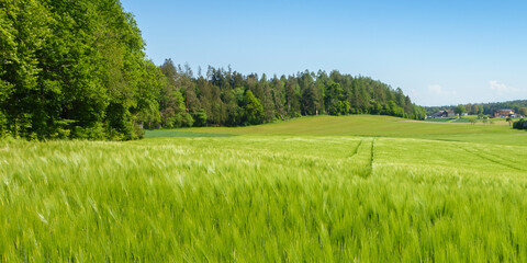 Panorama eines Kornfeldes in einer windigen grünen Natur