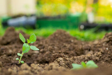 Cut flower garden. Gardening hobby. Starting a flowerbed with snapdragon seedlings. Landscaping backyard.