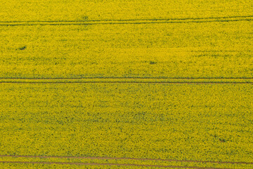 Pole uprawne porośnięte kwitnącym rzepakiem. Sfotografowane z wysokości przy użyciu drona kwiaty rzepaku tworzą żółty deseń.