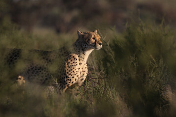 Cheetah on the hunt in the Kgalagadi, South Africa