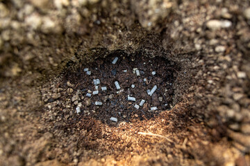 Eco friendly gardening. Soil prepared for planting, fertilized with compressed chicken manure pellets. Top view. Garden digging.