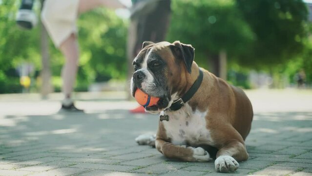 Funny dog lies on the street. A dog with an orange ball in its mouth. The puppy is tired of playing and resting. Cute pet. Boxer dog. Walks, games and sports outdoor. Sunny day. Green trees, fresh air