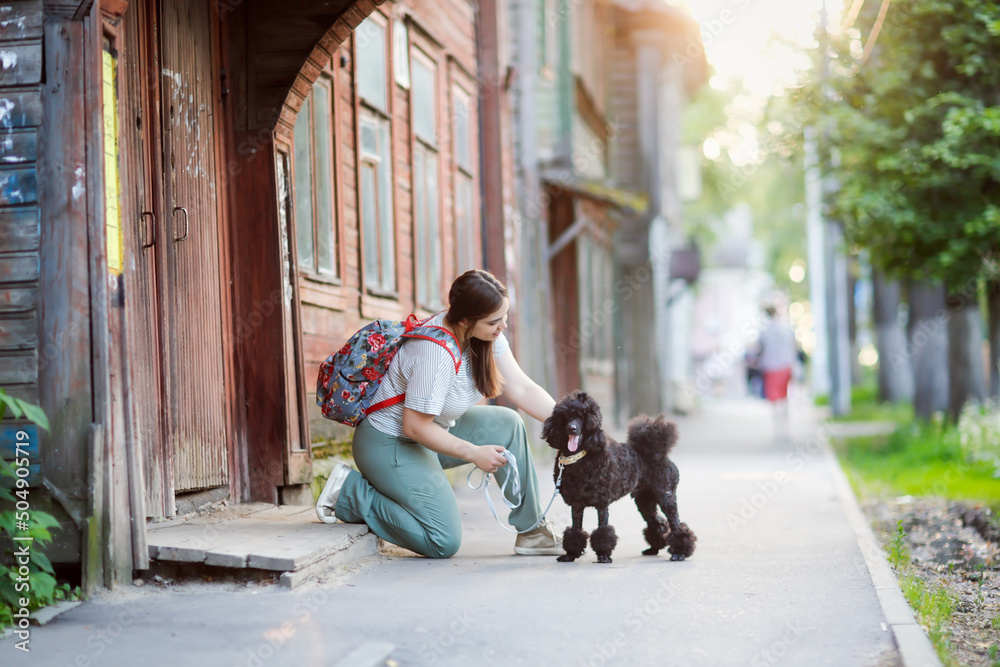 Wall mural Black poodle dog with an owner European young woman for walk in streets of city