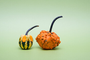 Strange decorative pumpkins on light green background. Ugly vegetables are edible. Reduce organic...