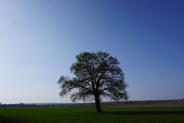 Fototapeta premium hohler alter Baum vor klaren Himmel