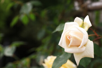咲き香る薔薇の花