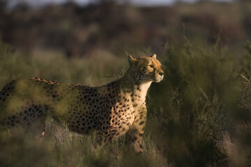 Cheetah on the hunt in the Kgalagadi, South Africa