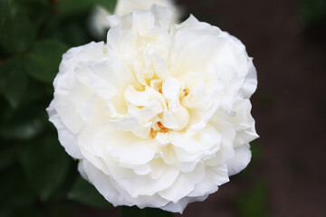 咲き香る薔薇の花