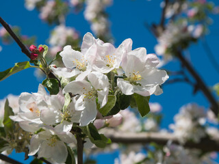 Closeup blossom apple tree branch with white flowers on blue sky background. Natural floral seasonal easter background. Copy space.