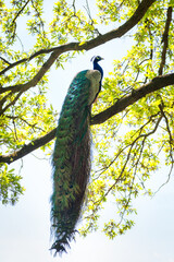  Low Angle View Of Peacock Perching On Branch