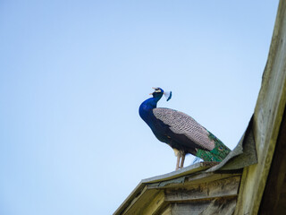  Low angle view of peacock on roof against clear blue sky - Powered by Adobe