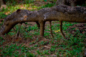 the root of an oldest tree in the jungle selective focus images.