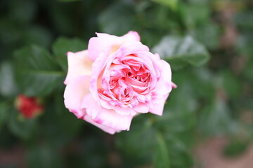 咲き香る薔薇の花