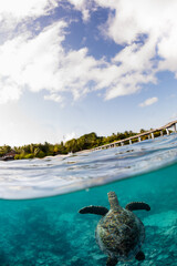 half half turtle Maldives