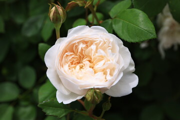 咲き香る薔薇の花