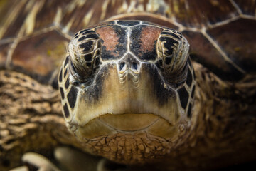 Turtle Portrait