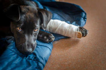 homeless puppy with a broken leg