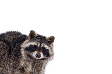 Head shot of cute Raccoon aka procyon lotor. Looking to the camera with sweet cute eyes. Isolated on a white background.