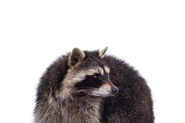 Head shot of cute Raccoon aka procyon lotor. Looking to the side showing profile. Isolated on a white background.