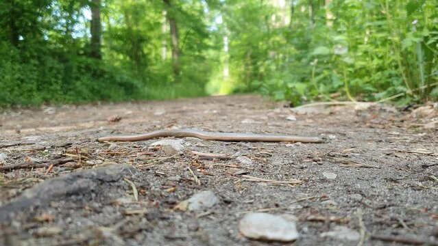 A blindworm in the springtime forest crossing over a footpath. Seen in Germany in May.