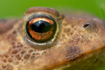 frogs eye