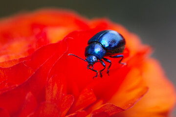 natures beauty in red an d blue