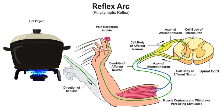 Reflex arc polysynaptic infographic diagram irritability example in human body hand touching hot object pain receptor impulse direction response cartoon vector drawing biology medical science 