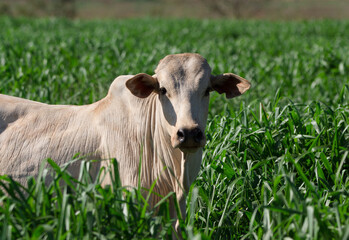 calf in the meadow