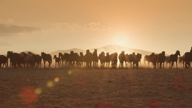 A crowded pack of wild horses are pacing in sunset in slow motion.