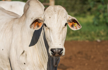 bull in the farm: feedlot