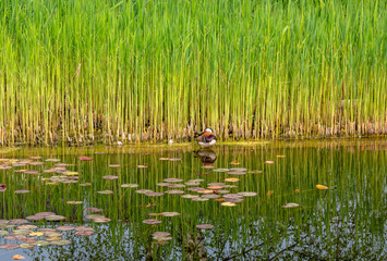 Mandarinente auf einem Naturteich