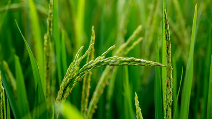 Fototapeta na wymiar rice fields, rice plant, Oryza sativa, commonly known as Asian rice, is the plant species most commonly referred to in English as rice.